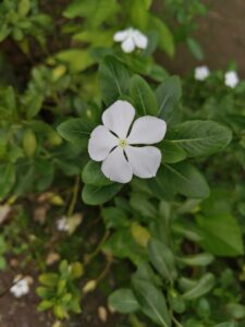 photograph , flower photography white and green