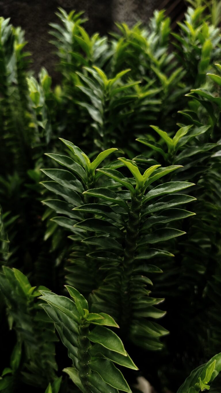 photograph, black and green love